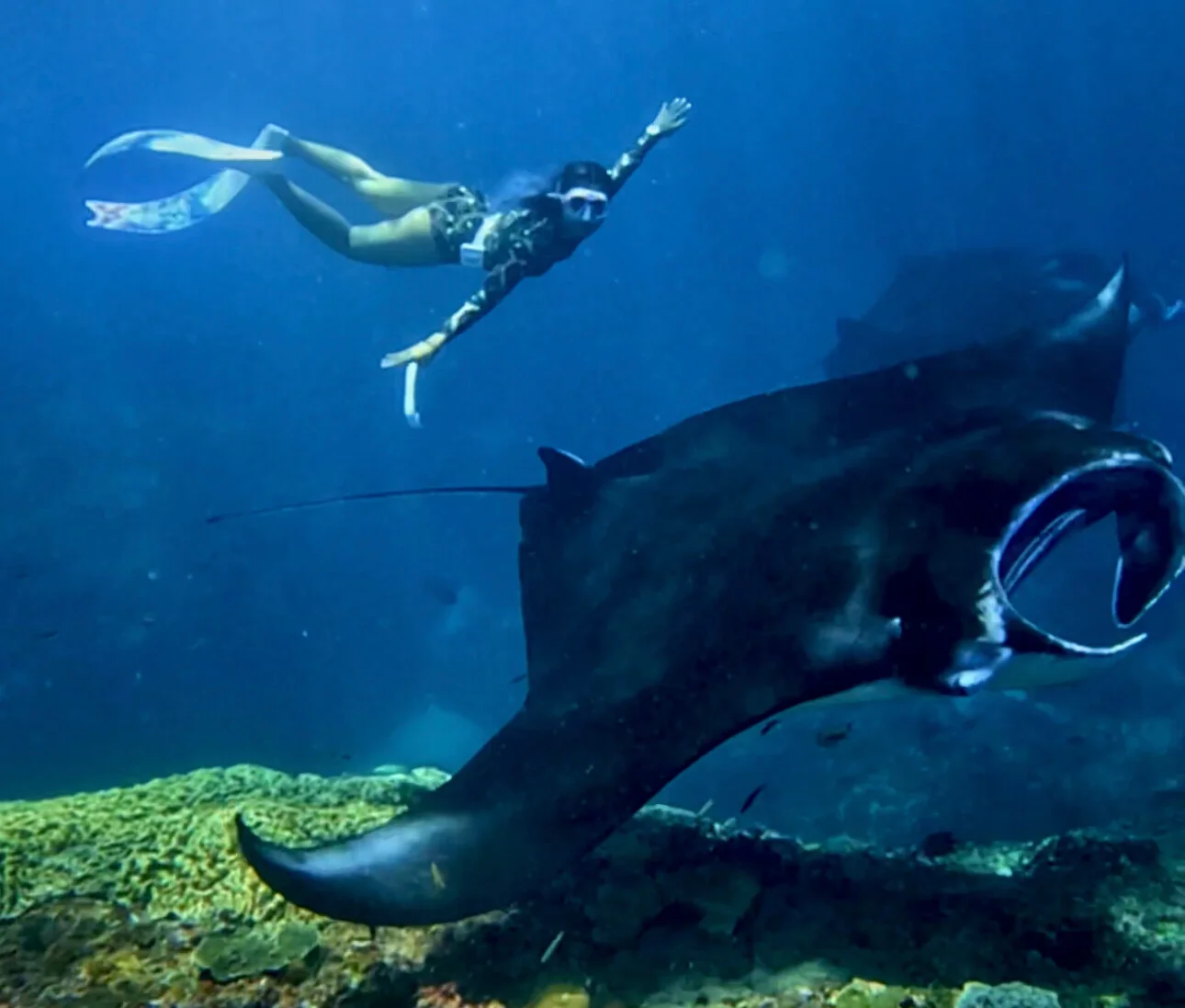 Manta ray gliding through clear blue water